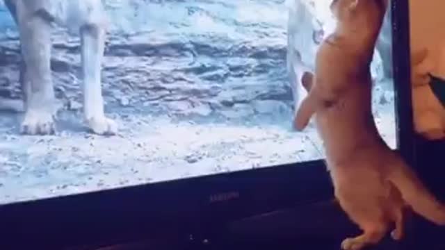 Cat Watching TV bit scarred ,,