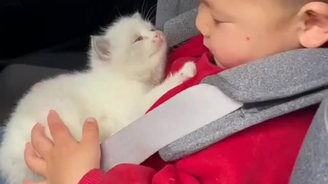 Cute baby and cute little kitten play with each other