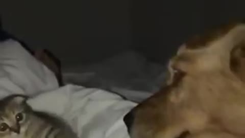 Litle kitten meeting a dog for the first time