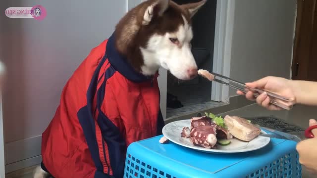 Husky dog can eat octopus | ASMR | Mukbang
