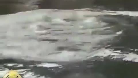 This is a beautiful and charming water-dwelling species