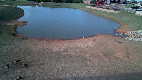 The Pond