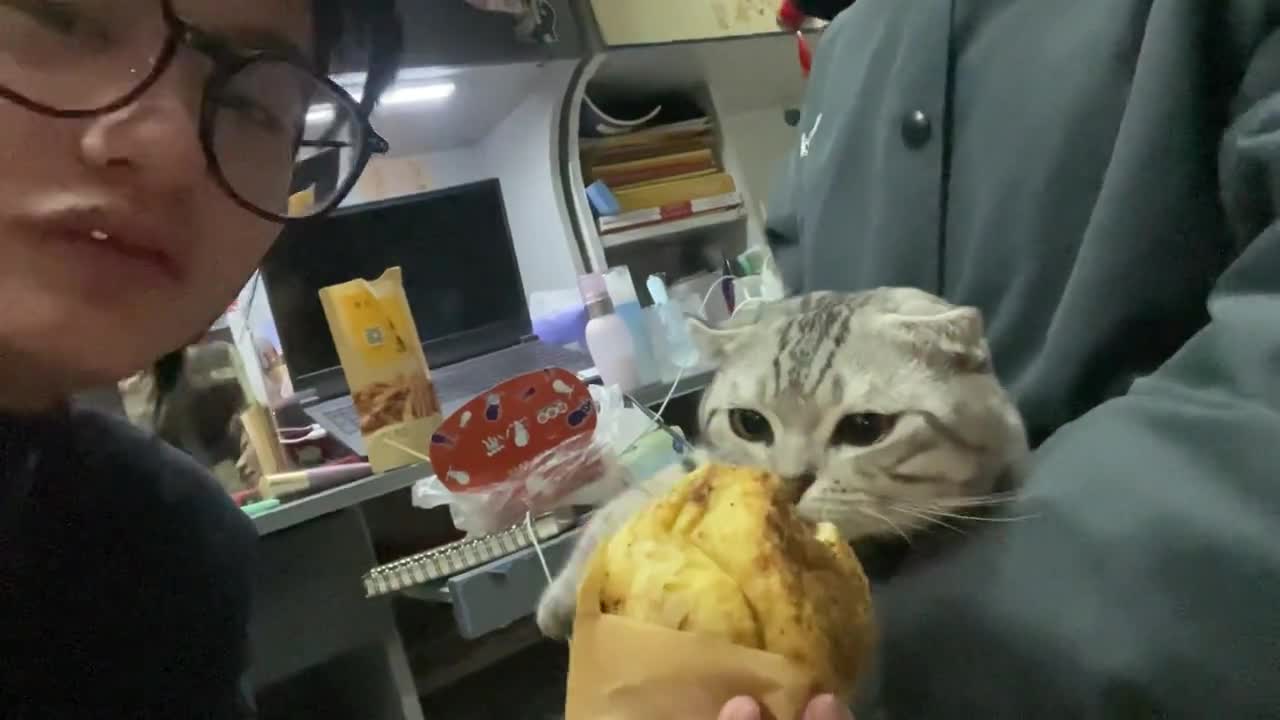 Cats can't eat this kind of food