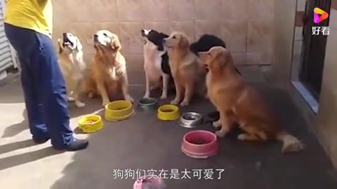 Seven dogs, one for each dog and one bowl of grain, start eating like crazy at the owner's command