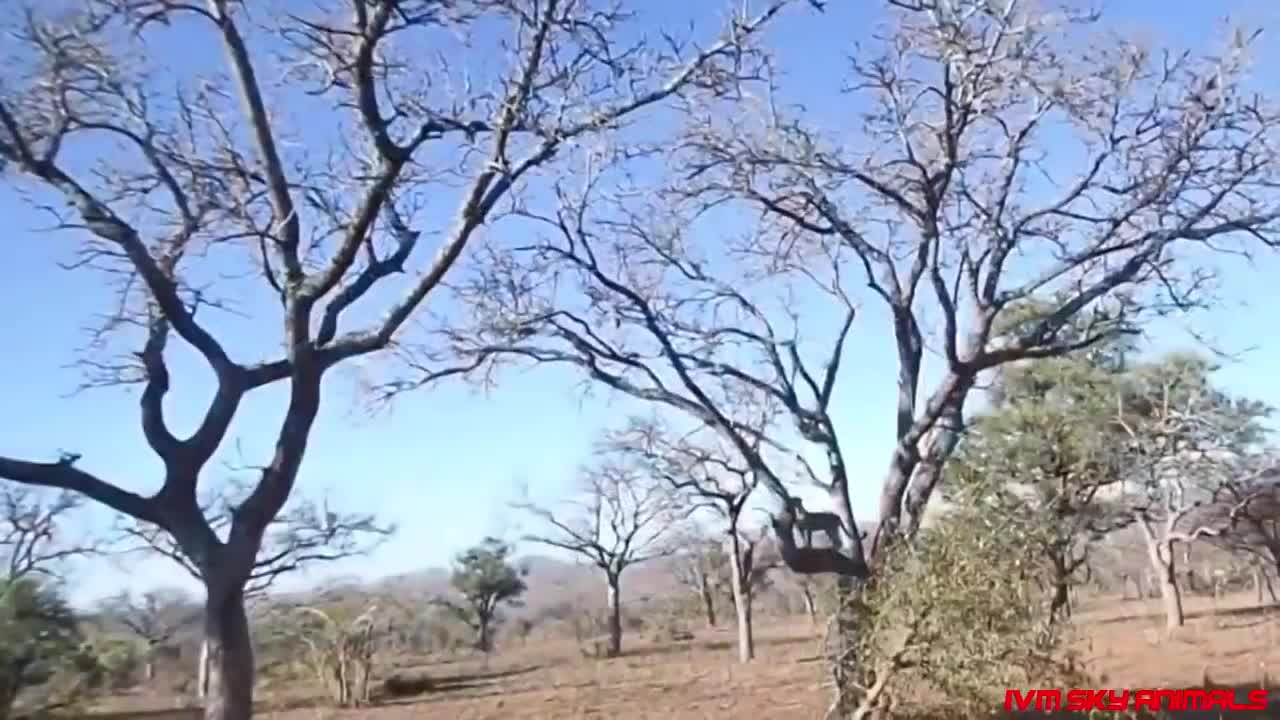 Eagle vs Leopard _ Mother Leopard Protect Her Baby From Eagle Hunting