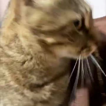Two Cats Have a Disagreement Full of Slaps Over a Box