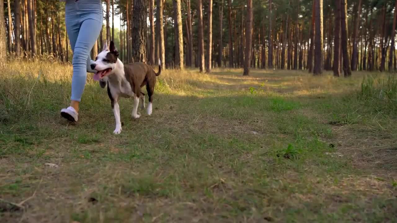 Girl playing with her dog in the forest at sunset