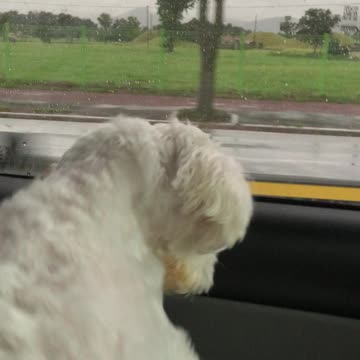 Puppy listening to trot