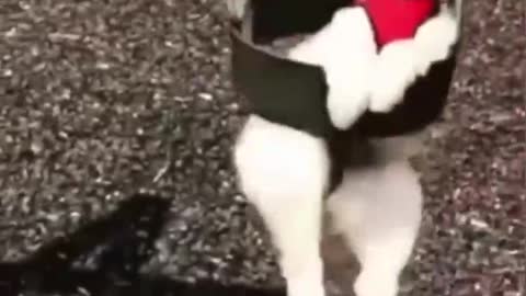 Top Funny Cute Dog Videos