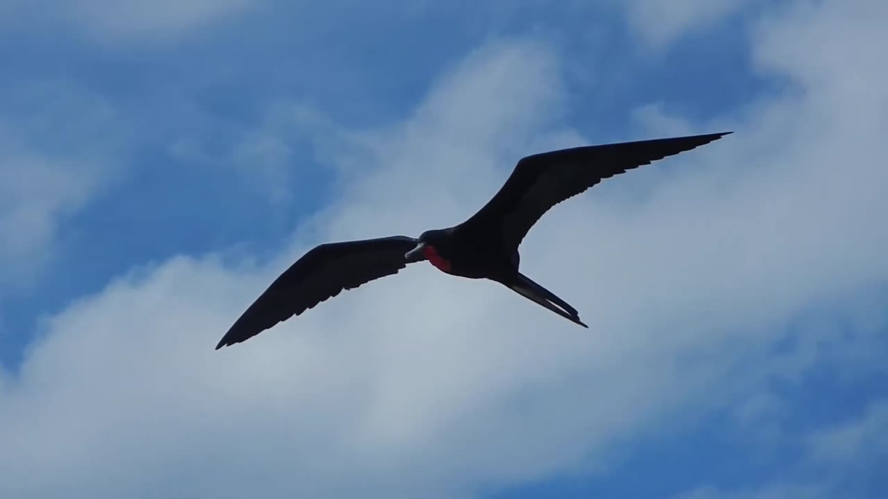 Galapagos: Frigate bird in flight