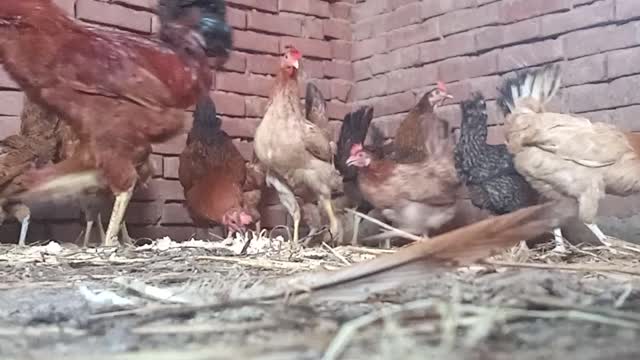 The camera fell on the ground and photographed the chicks eating a beautiful clip