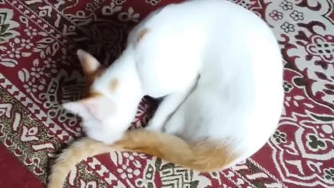 Affection cat