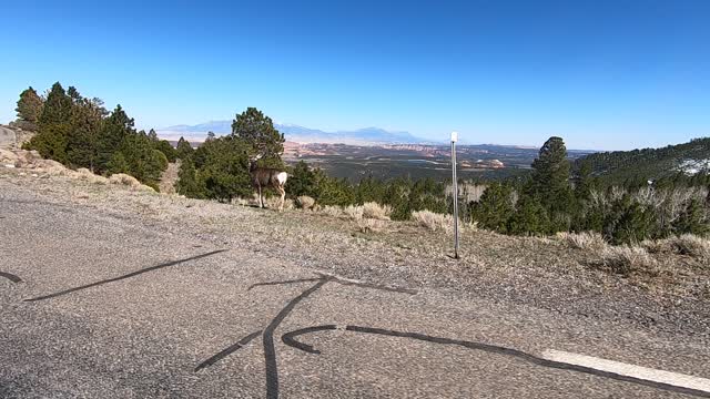 Deer Watching us go by