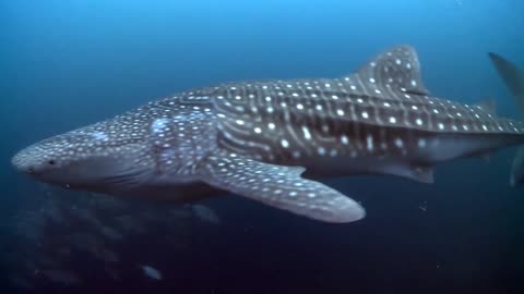 leopard shark and fish school swirling in the sea of ​​hawaii