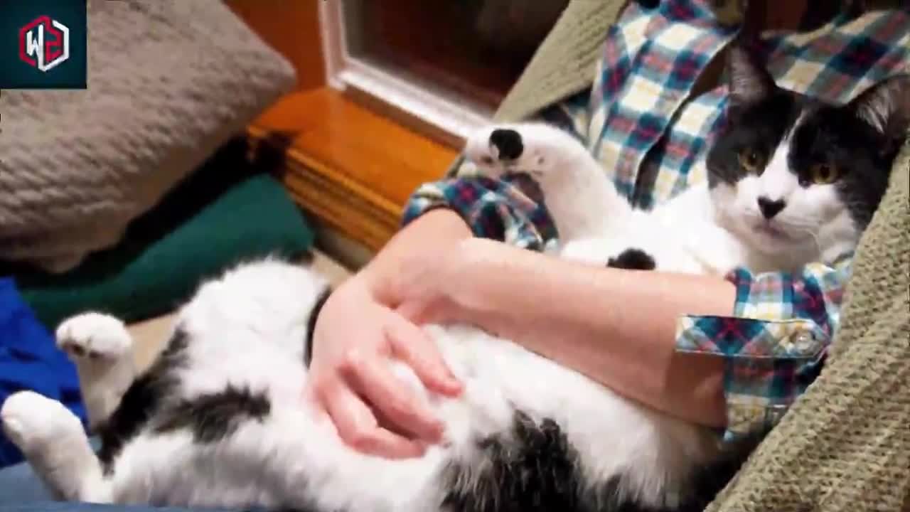 Here’s What It Really Means When Your Cat Curls Up With You For Cuddles