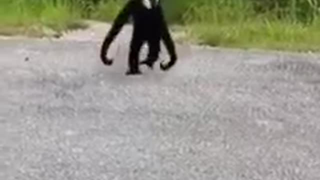 The monkey is coming in to like a vonom 😂