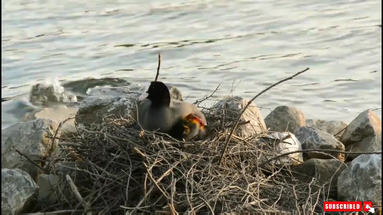 How Cute Is This Bird? 😍🤩