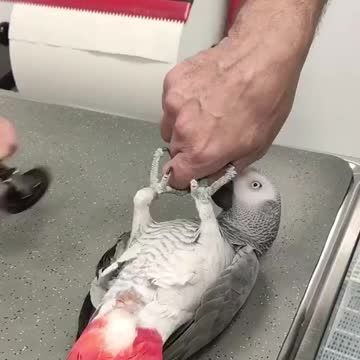 Concerned parrot gets himself tested for Covid-19