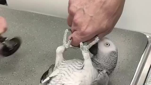 Concerned parrot gets himself tested for Covid-19