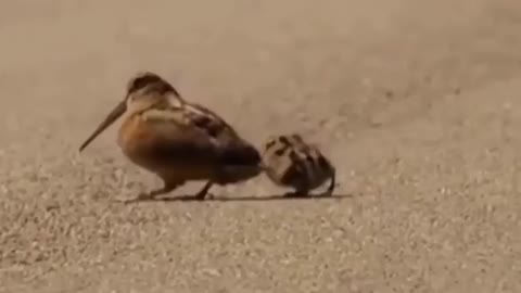 Dancing birds on Michael Jackson music