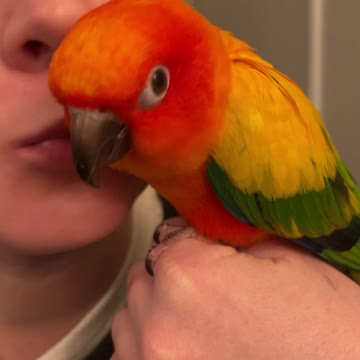 Parrot audibly gives kisses after getting them