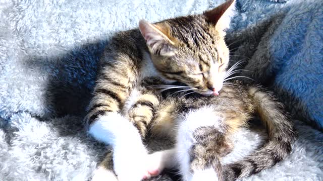 Cute Kitten Washes His Fur