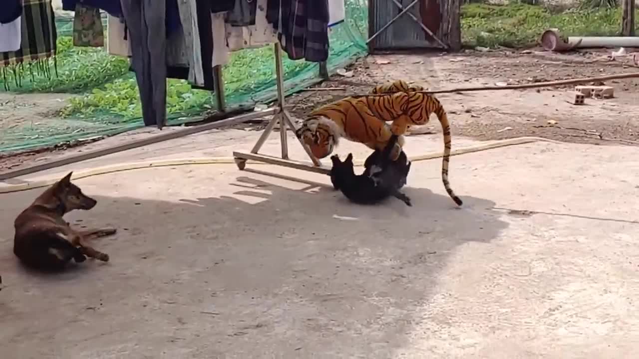 Top Funny tiger pranks, try to stop laughing 😂