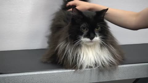 Norwegian Forest cat tells off his groomer