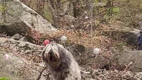 Sapsali dog at the temple