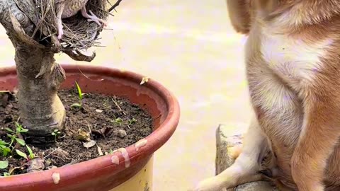 The dog feeds the little bird.