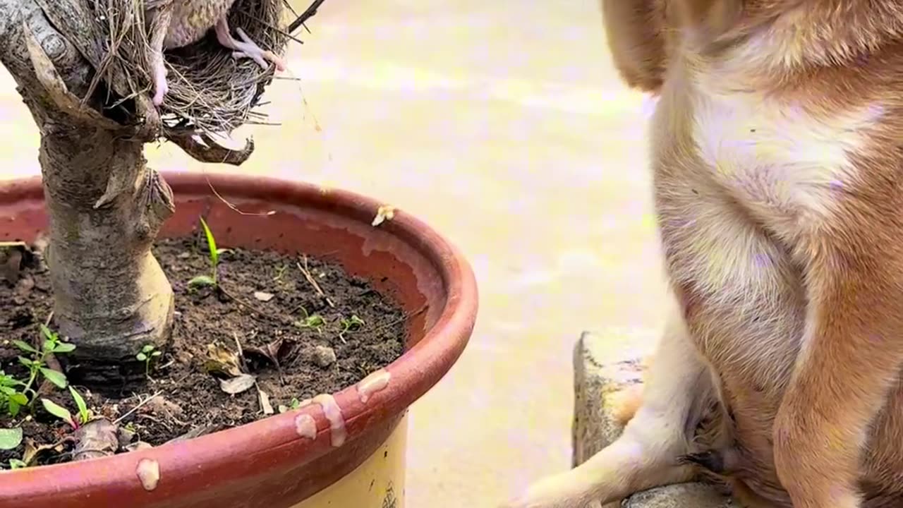 The dog feeds the little bird.