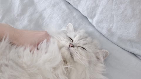 cat 🐈