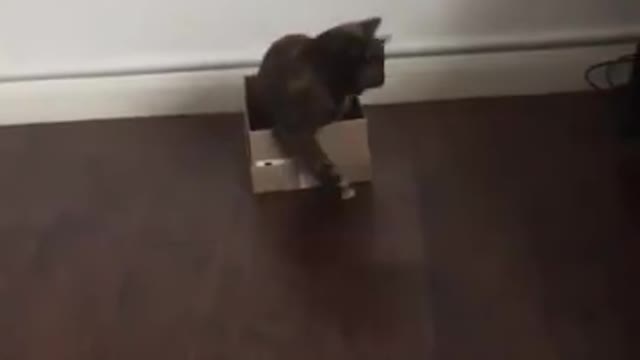 Cat golf ball 🙀😇