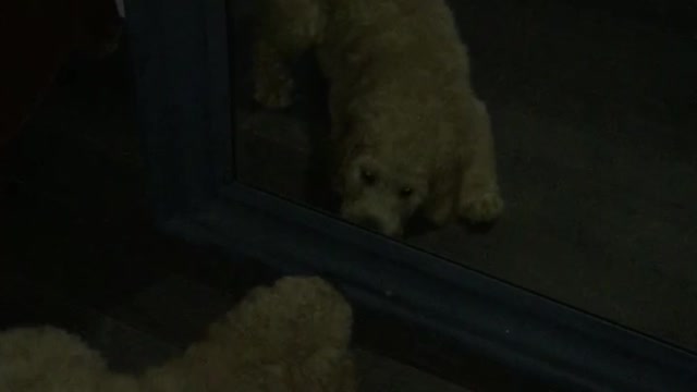 White puppy plays with own reflection in dark