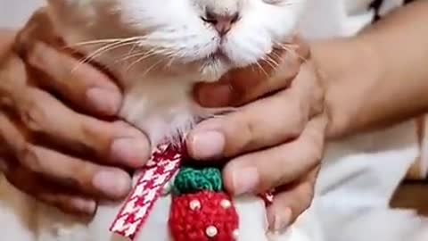 Little cats cut