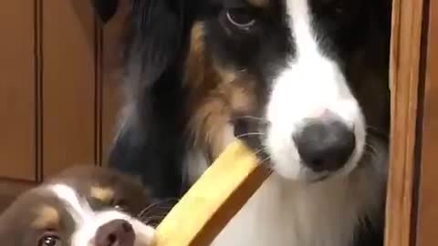 So this is what my parents looked like when I ate their food as a kid