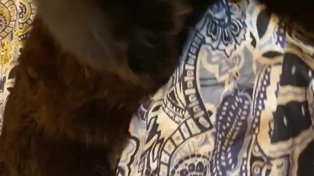 black maine coon washes before bedtime. very funny and touching video