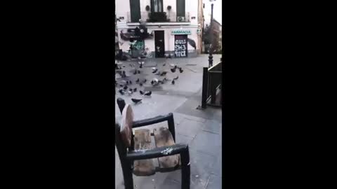 Dachshund puppy chases pigeons in the park