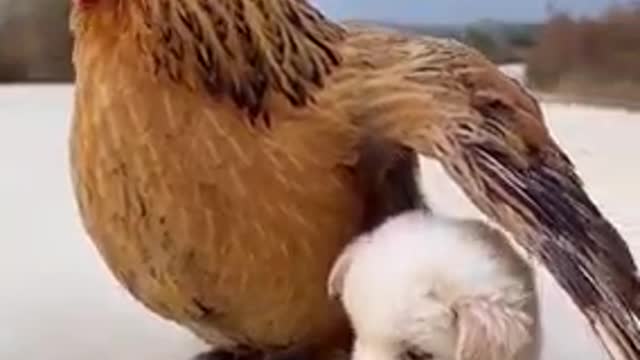 dog and cock love moment