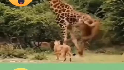 Tiger attack on giraffa