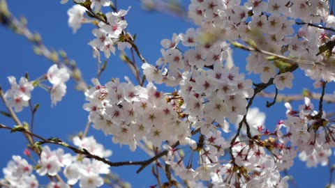 beautiful white flowers video