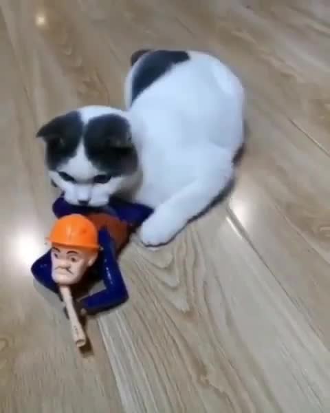 Gun fayrinng is tiring cat