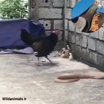 لحظات تحبس الأنفاس شاهد كيف تتدافع الأم عن فراخها إنها #أم ياسادة سبحان الله