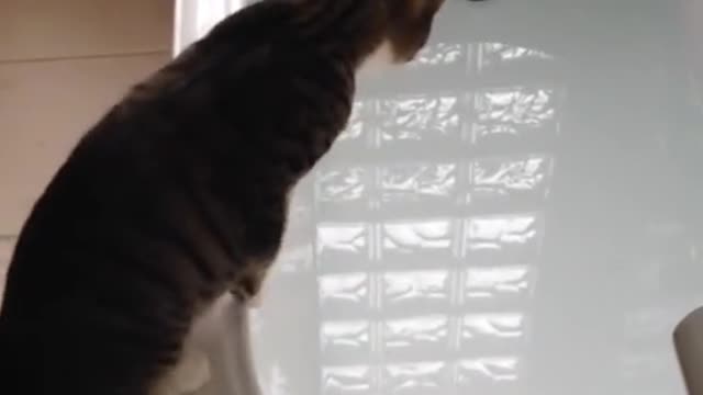 Cute and Funny Cat Videos Compilation - PART 1