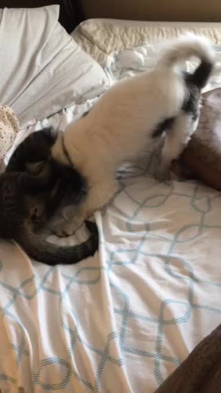 Dogs and cat at play #2