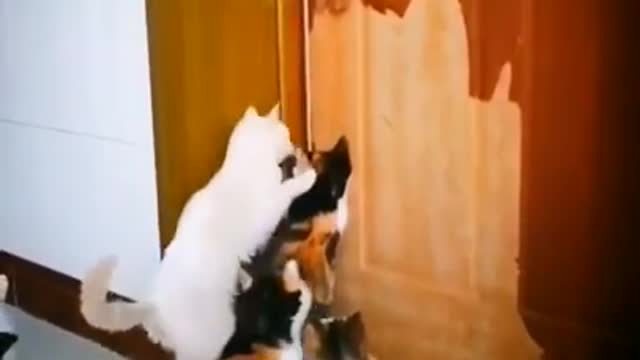 Very Cute Animals Legendary Cat Open The Door Funny Animal Videos 2022 #animals #shorts #cat