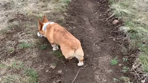 Loki Another Day on the Trail