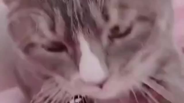 Dog changes the tire of my car #shorts