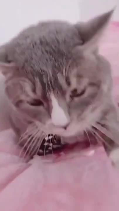 Dog changes the tire of my car #shorts