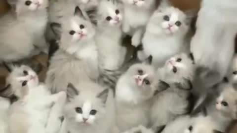 Cute cat's with sound